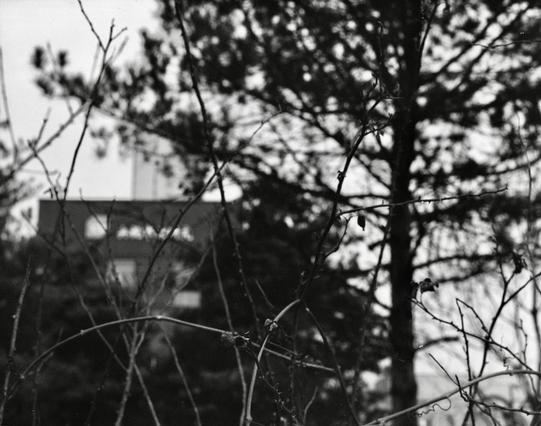 Lucky LUCKY SHD 400 (6x7)

English:

A black-and-white photograph of trees with bare branches in the foreground, partially obscuring the view of a building in the background. The focus is on the branches and the blurred building behind them.

中文:

一张黑白照片，前景是光秃秃的树枝，部分遮挡了后面建筑物的视线。焦点集中在树枝和背景中模糊的建筑物上。