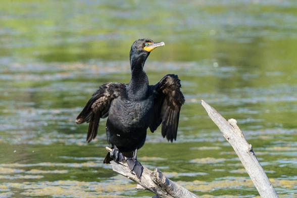 Photo. A cormorant stands on a branch poking out of the water of a pond. Its wings are extended a bit out from its body, as though it’s drying them in the bright sunlight. Its neck is stretched up and its head is turned to its left. Its feathers are black, with hints of dark brown. The water behind it is green, matching the bird’s eye above a yellow beak. July 2023