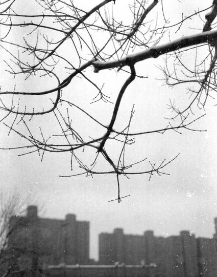 Xiamen Pan 100 (6x7)

English

A black-and-white photograph of tree branches during snowfall. The branches are bare, and a light dusting of snow is visible on them. The background is blurred, showing the faint outlines of buildings, suggesting an urban setting.

中文

一张黑白照片，拍摄的是下雪天的树枝。树枝光秃，上面覆盖着一层薄雪。背景模糊，可以看到建筑物的轮廓，暗示这是一个城市环境。