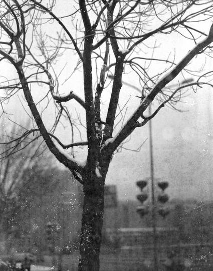 Xiamen Pan 100 (6x7)

English

A black-and-white photograph of a bare tree during snowfall. The tree branches are devoid of leaves, and a thin layer of snow is visible on the branches. In the background, there are blurred streetlights and a faint outline of buildings, giving a sense of an urban environment.

中文

一张黑白照片，拍摄的是一棵光秃的树在下雪天。树枝上没有叶子，枝条上覆盖着一层薄雪。背景中可以看到模糊的路灯和建筑物的轮廓，呈现出城市环境的氛围。