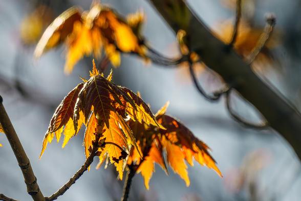 Maple leaf cluster at the growth end of a twig, just a couple days since budding. Backlit by afternoon sun, bright orange. An out of focus branch in background, blue sky behind everything. April 2026