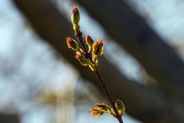 A maple leaf cluster just beginning to burst from their buds at the growth end of a twig. Maybe two days since the buds first appeared. Backlit by afternoon sun, a dark, out of focus branch  and blue sky in background. April 2026.