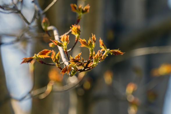 A small maple leaf cluster maybe three days after bursting from buds. Backlit by afternoon sun, a few branches and sky out of focus in background. April 2026