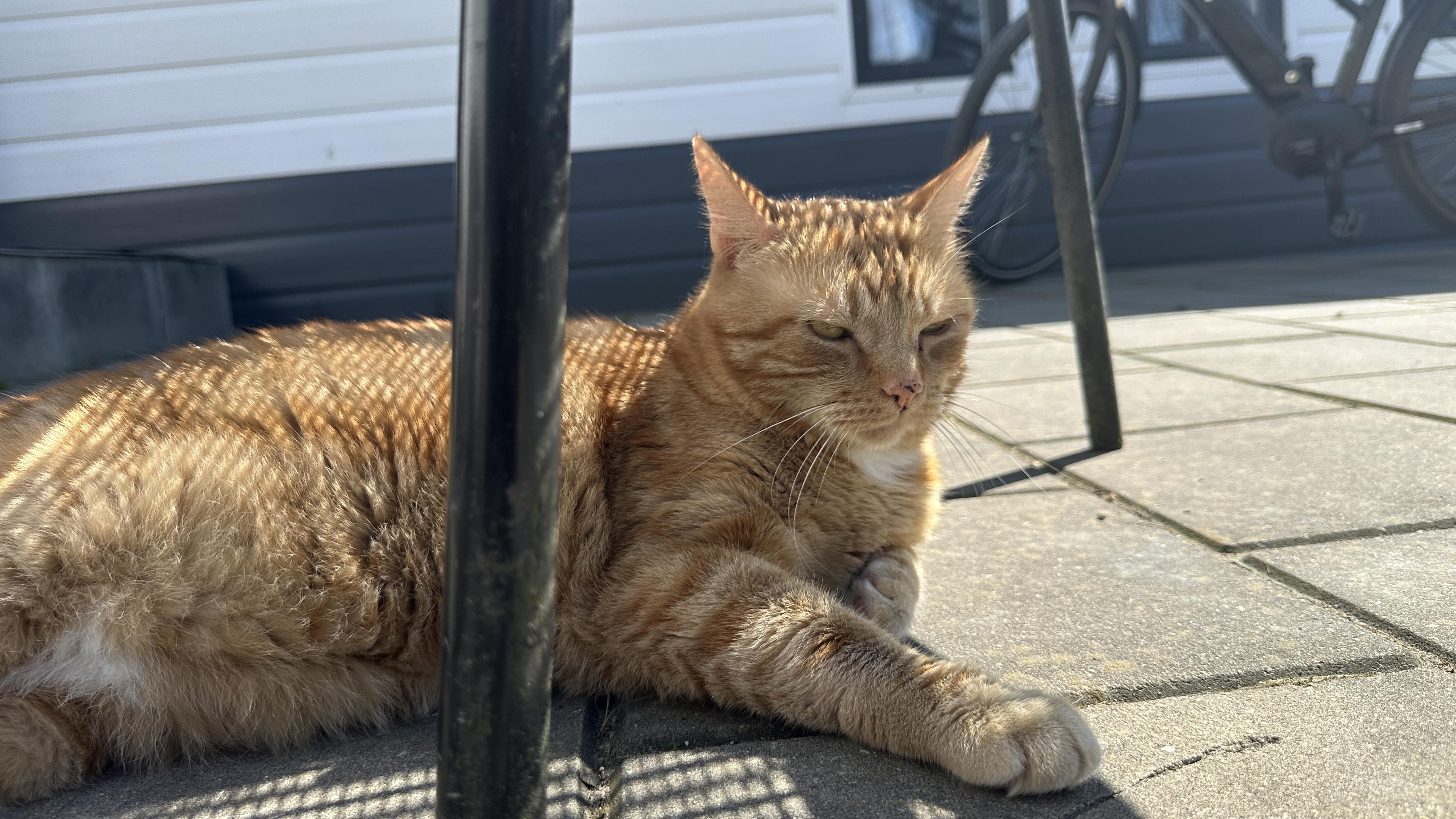 George laying on the pavement under a chair