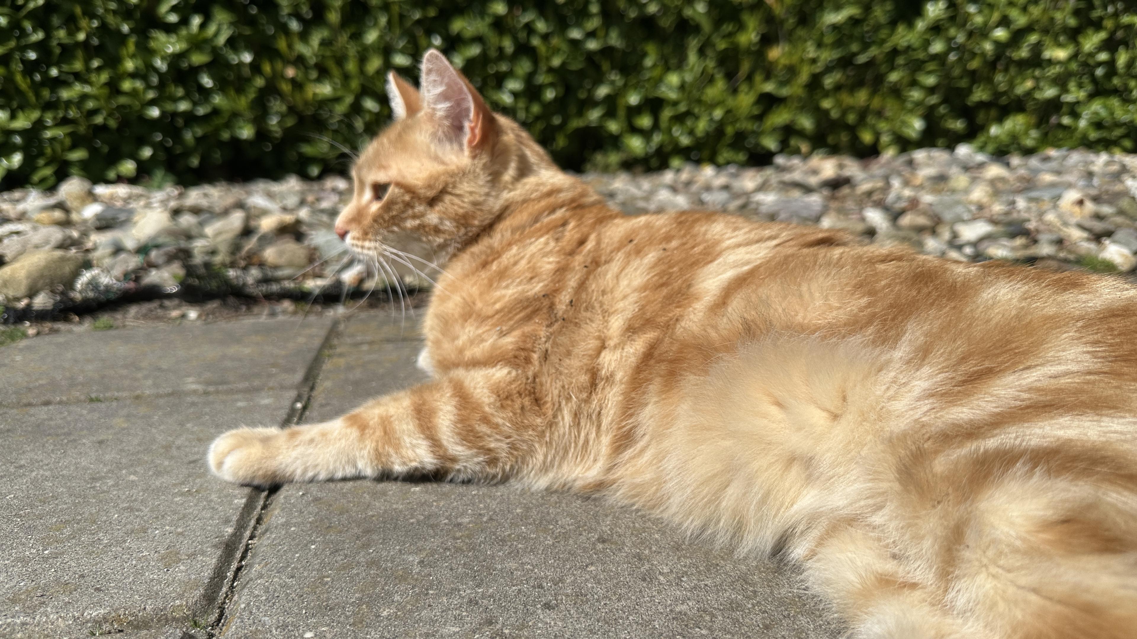 Washy enjoying the sun in the garden