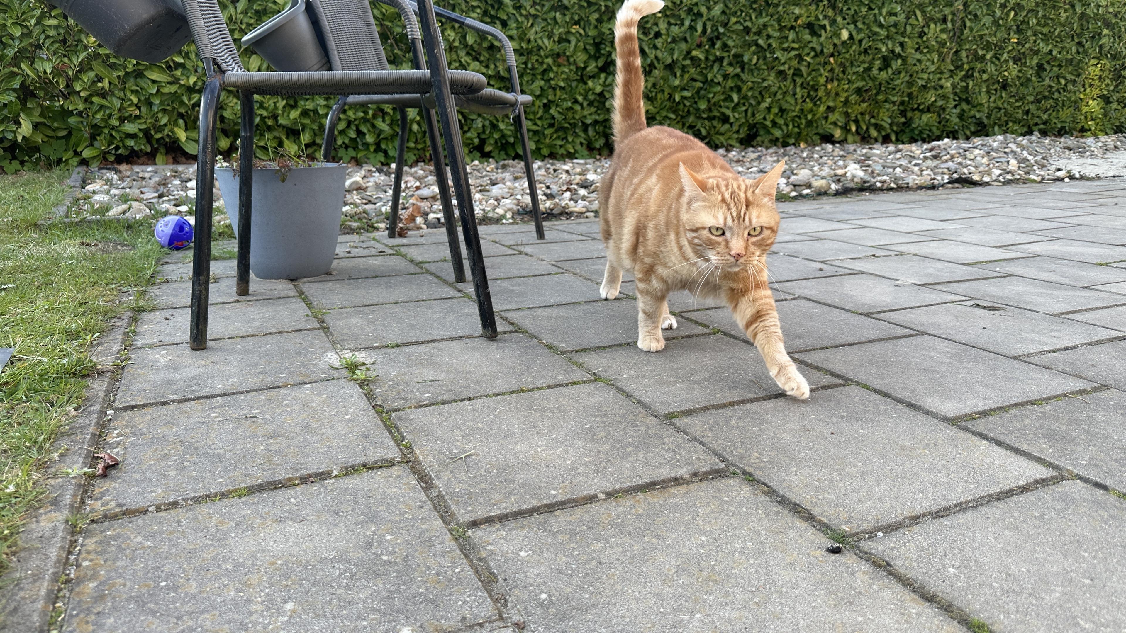 George dancing his nuts off (already gone though)