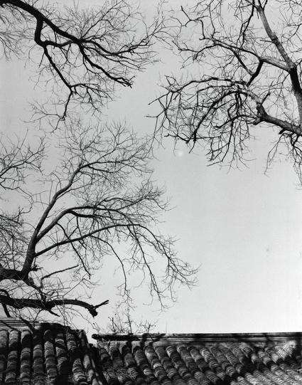 Lucky LUCKY SHD 400 (6x7)

English
A black-and-white photograph capturing bare tree branches against a clear sky. The lower part of the image shows the rooftops of traditional Chinese buildings with curved, tiled roofs. The branches are intricate and spread across the sky, creating a stark contrast with the architectural elements below.
中文
一张黑白照片，拍摄的是光秃秃的树枝映衬在晴朗的天空下。照片下方是传统中国建筑的屋顶，屋顶为弯曲的瓦片结构。树枝错综复杂，横跨天空，与下方的建筑元素形成鲜明对比。