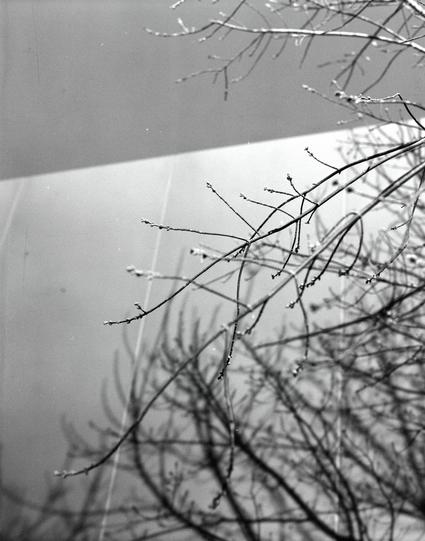Lucky LUCKY SHD 400 (6x7)

English
A black-and-white photograph capturing the silhouette of leafless tree branches against a light-colored wall. The branches are thin and spread out, creating a delicate, web-like pattern. The wall is smooth, and the branches' shadows are faintly visible, adding depth to the image.
中文
一张黑白照片，拍摄的是没有叶子的树枝剪影，映衬在浅色的墙面上。树枝细长且分散，形成精致的网状图案。墙面平滑，树枝的影子若隐若现，为图片增添了层次感。