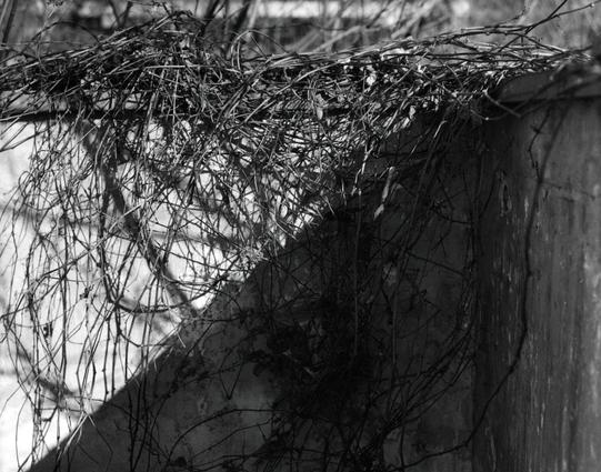 Lucky LUCKY SHD 400 (6x7)

English
A black-and-white photograph showing a dense tangle of leafless vines or branches draped over a curved, textured wall. The branches are thick and intertwined, creating a complex, almost abstract pattern. The wall's texture is rough, and the branches cast deep shadows, emphasizing the contrast.
中文
一张黑白照片，展示了一团密集的无叶藤蔓或树枝覆盖在弯曲且有纹理的墙面上。树枝粗壮且交错，形成复杂、几乎抽象的图案。墙面质地粗糙，树枝投下深深的影子，强调了对比感。