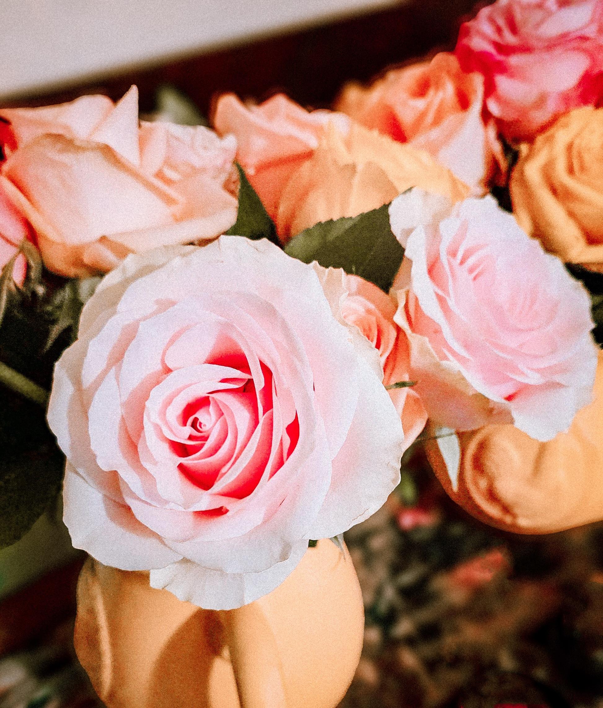 Pink, peach, and yellow roses in yellow ceramic vases, with a vivid pink rose in the foreground and the others gently out of focus.