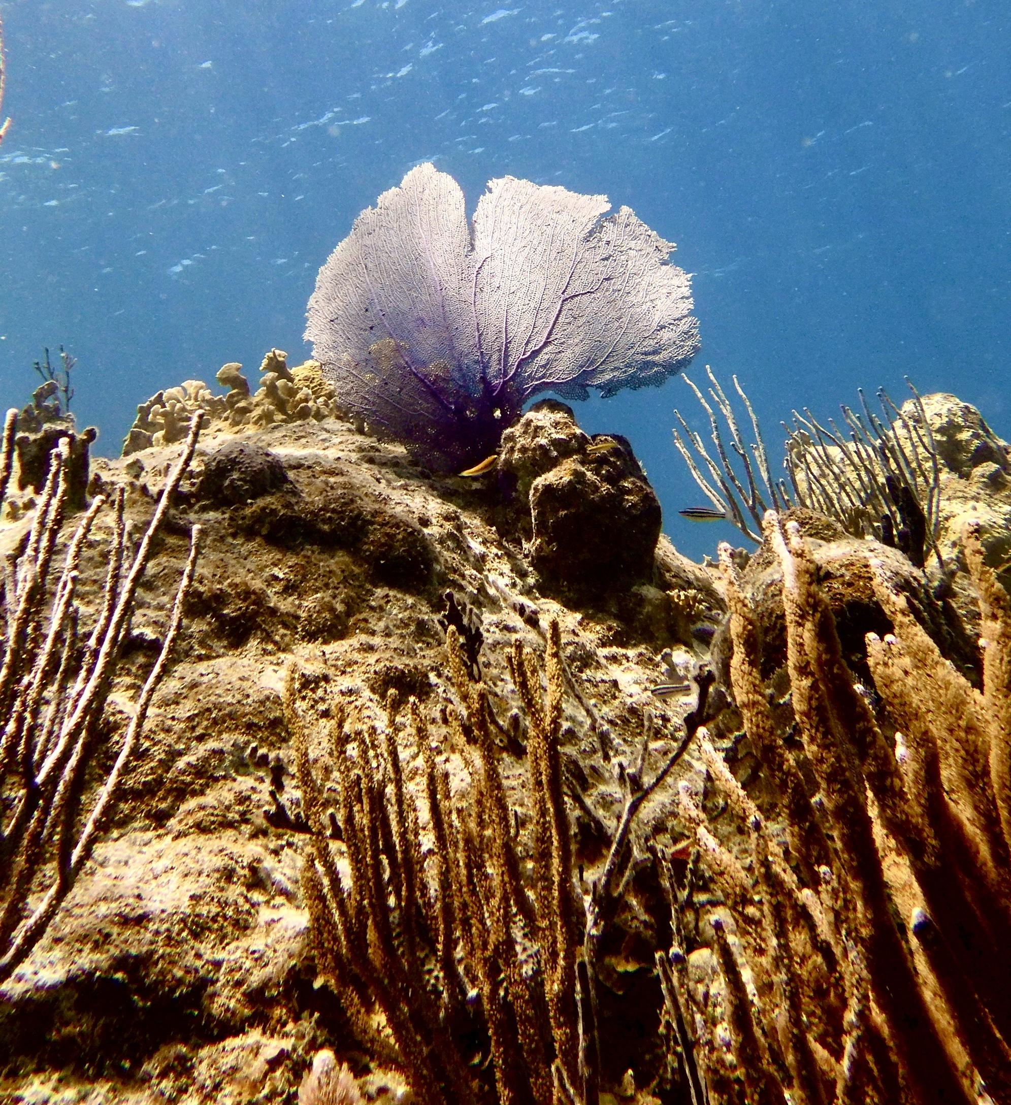 Photo of large rock formation covered with coral that I took while scuba diving.     I am below the coral, looking up toward it.  The bluish water is seen in the background as well as some sunlight.  A fan-shaped coral (I believe to be a Sea Fan) that is light purple is at the top of the formation.  

Photo taken at The Indians, near Norman Island.