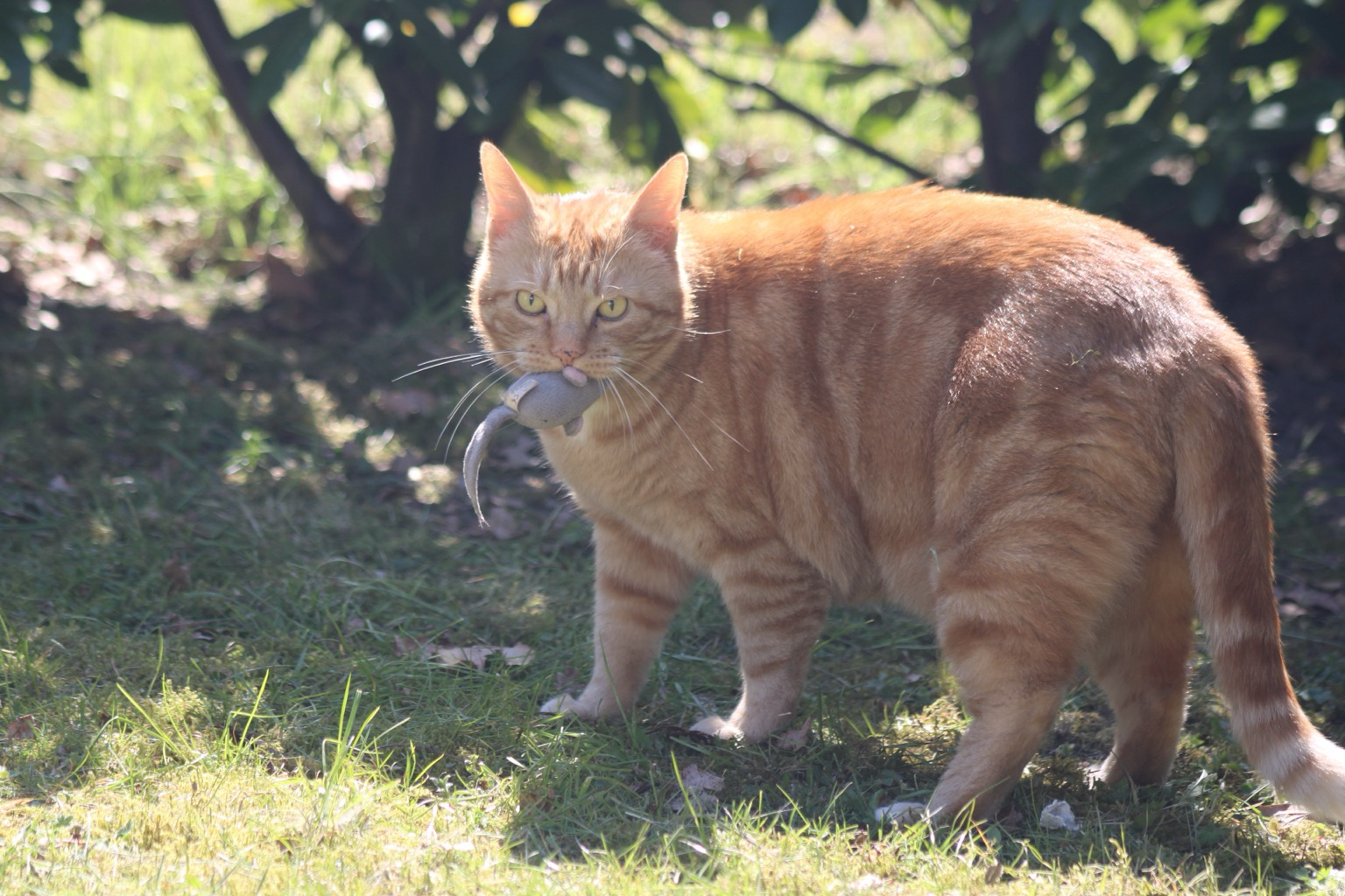 George and his favorite mouse toy