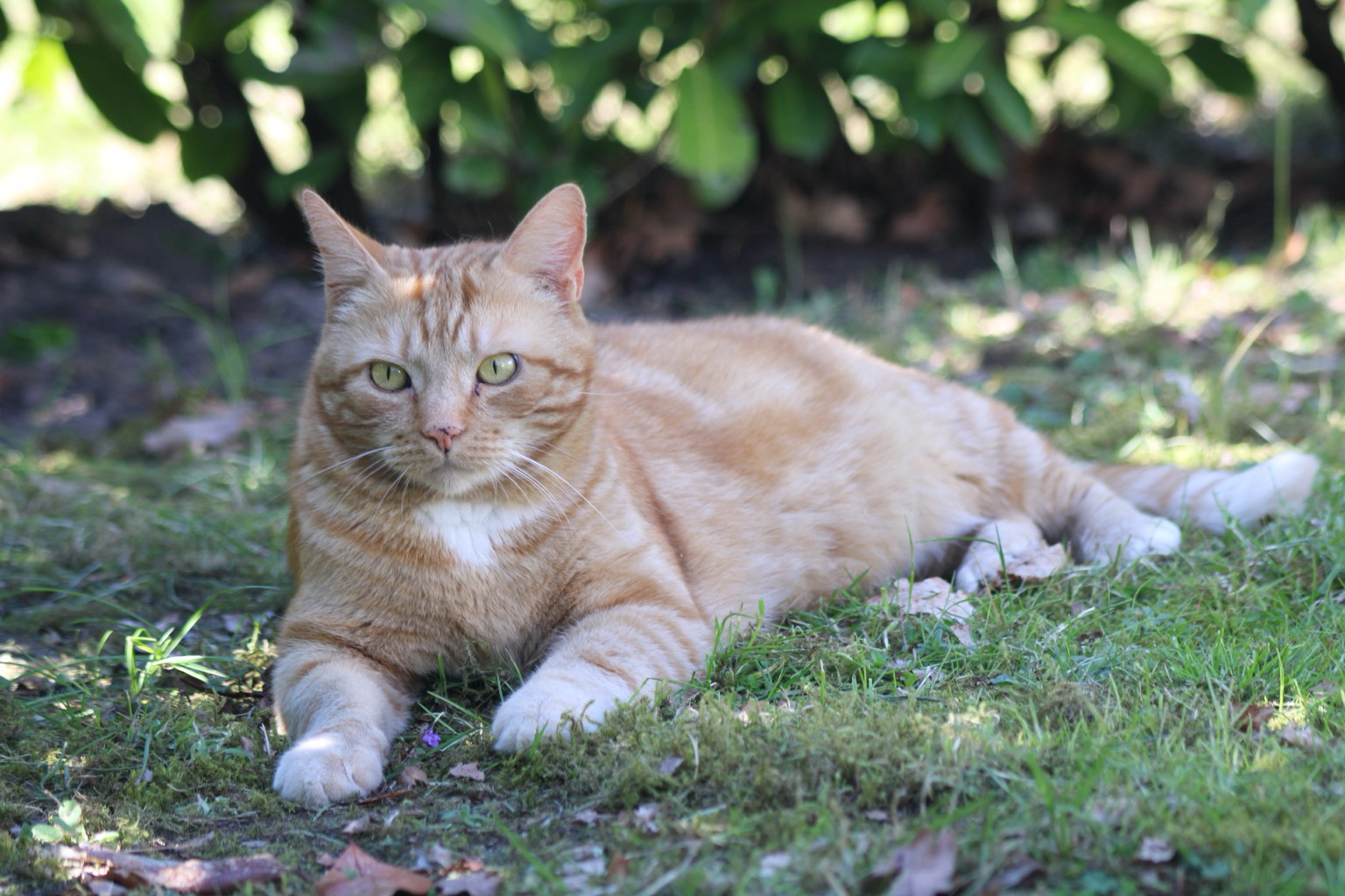 George the cat in the grass