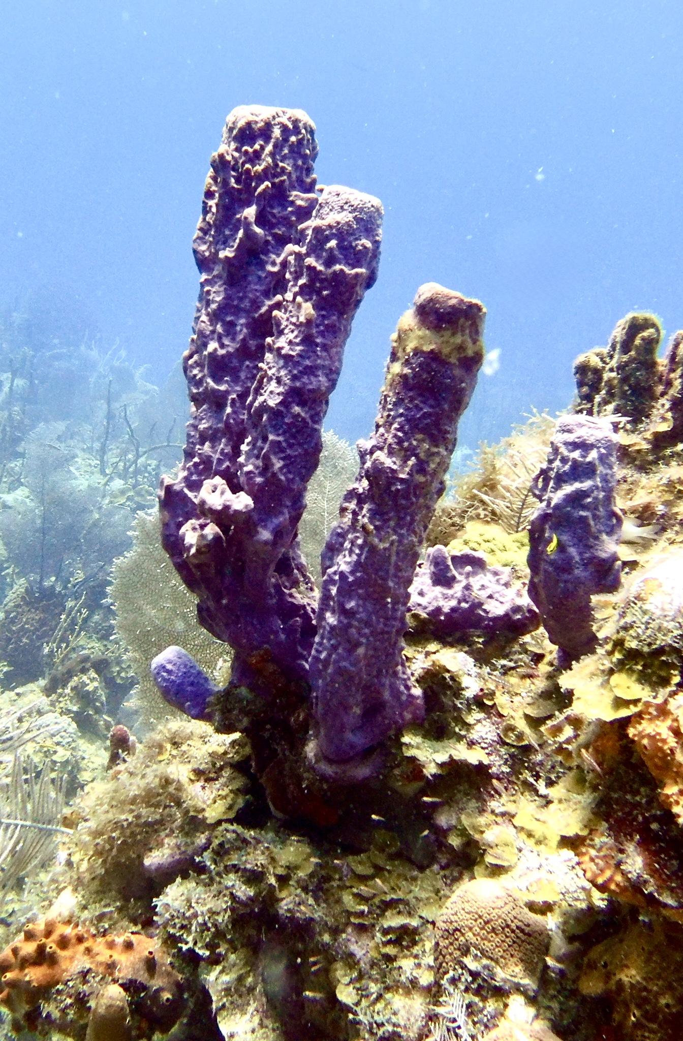 Photo of purple coral attached to top of rock formation. The coral is in the shape of several tubes oriented vertically. Bluish water in background. I believe that this is a purple tube sponge.