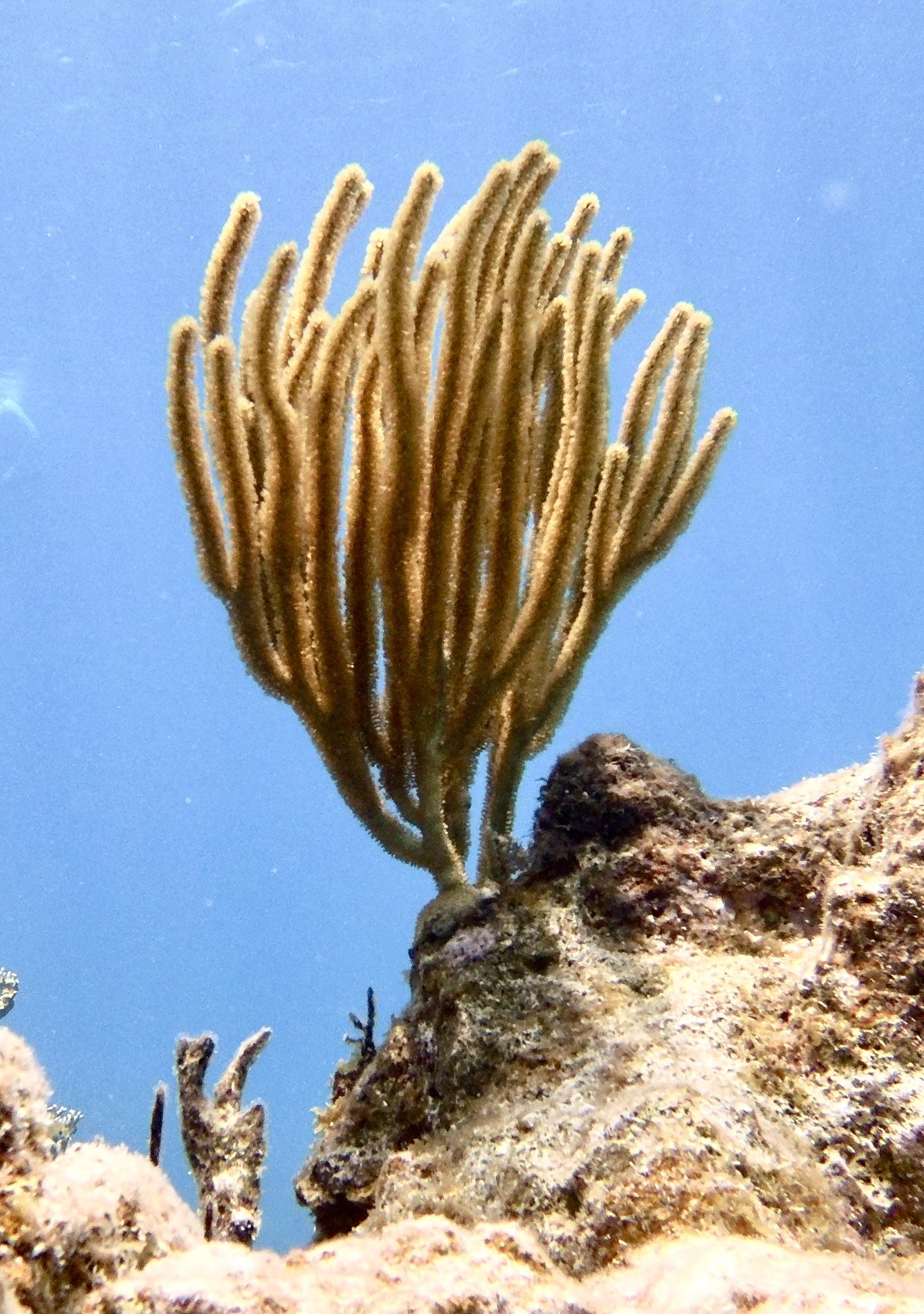 Photo of light brown coral attached to top of rock formation. The coral is in the shape of closely spaced branches oriented vertically. Blue water in background.  I believe that this is a sea rod.