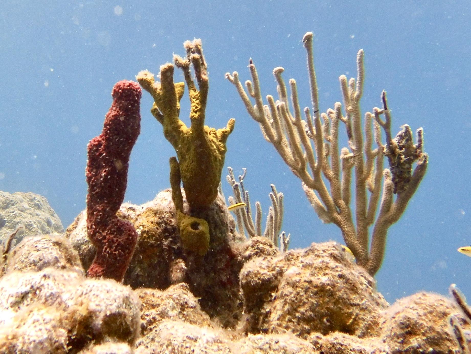 Photo of several different types of coral attached to top of rock formation. One is purple and shaped like a tube and the others are light brown and shaped like branches. All are vertically oriented. Blue water in background.