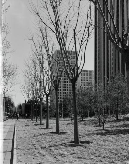 Lucky LUCKY SHD 400 (6x7)

English
A black and white photograph of a row of young, leafless trees planted in a grassy area beside a paved sidewalk. The scene suggests a winter or early spring season. In the background, tall buildings indicate an urban environment.
中文
一张黑白照片，拍摄了一排种植在草地上的幼树，旁边是一条铺砌的人行道。树木光秃秃的，表明这是冬季或早春季节。背景中有高楼大厦，显示这是一个城市环境。