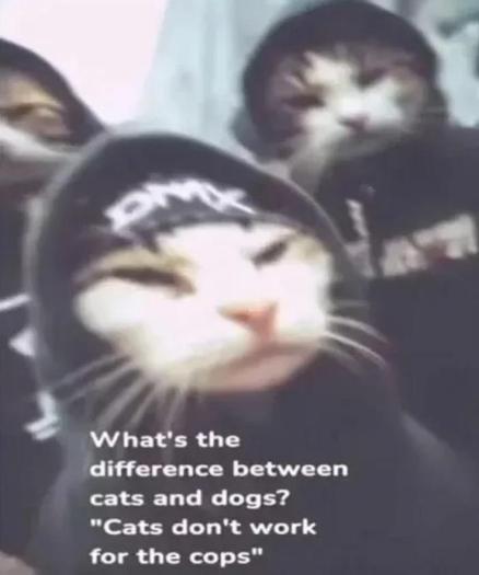 Blurred photo showing headshots of three house cats wearing black hoodies. One in foreground also wears a headband with the letters DMX.
Caption: Whats the difference between cats and dogs? “Cats don’t work for the police.”