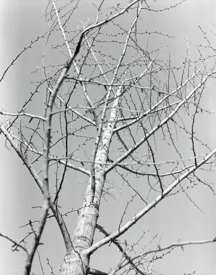 Lucky LUCKY SHD 400 (6x7)

English
A close-up black-and-white photograph of bare tree branches. The branches are intricate and spread out in various directions, creating a complex network against the plain sky. The focus is on the texture and pattern of the branches.
中文
一张黑白照片，特写展示了光秃秃的树枝。树枝错综复杂，向各个方向延伸，在单调的天空背景下形成复杂的网络。焦点集中在树枝的纹理和图案上。