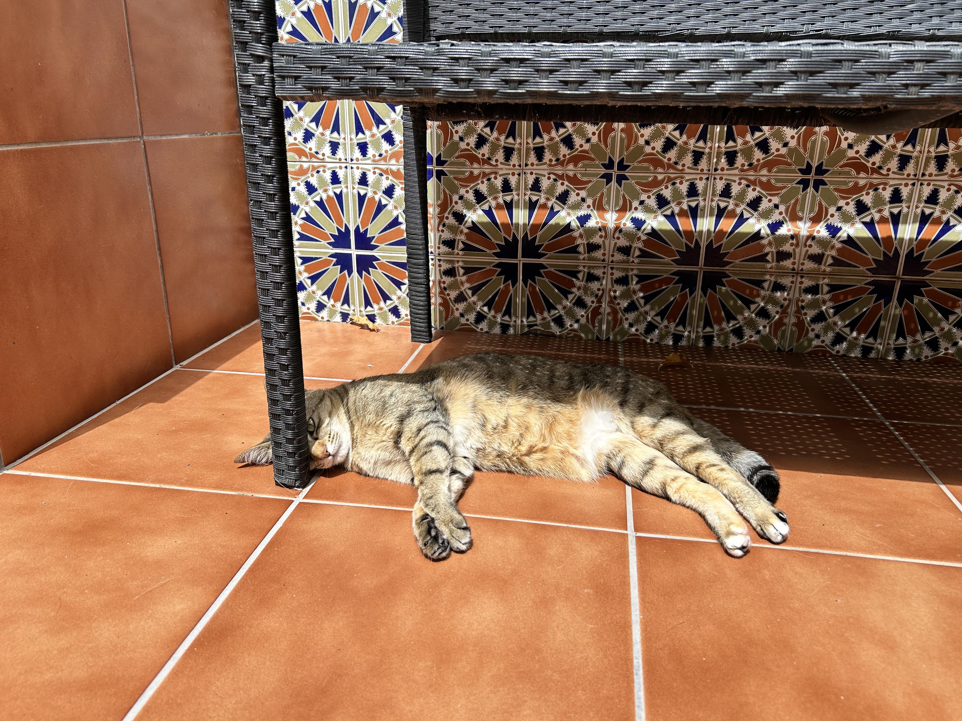 Tabby lying on warm terracotta tiles under a bench so the leg shades her eyes
