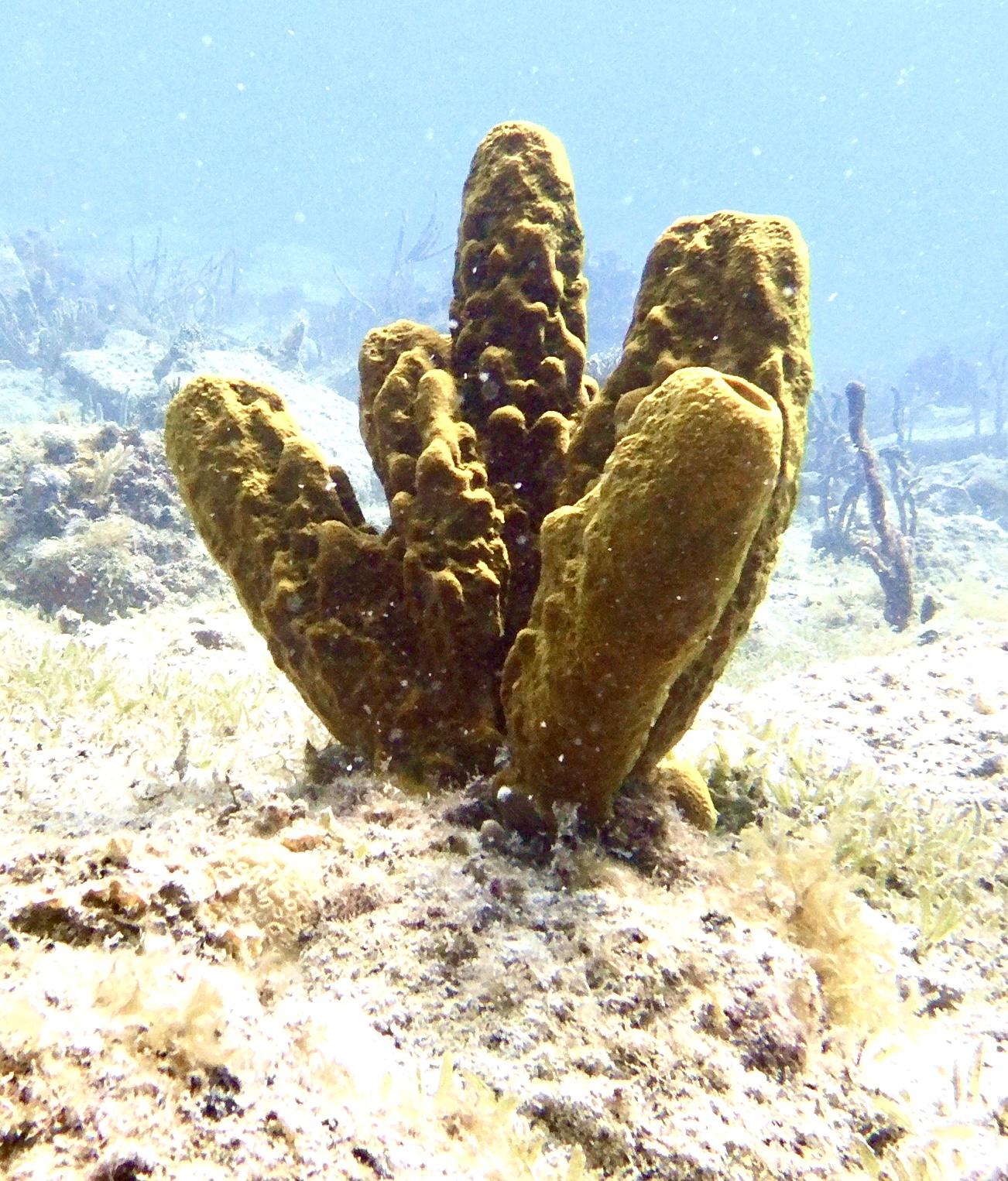Photo of green coral in the shape of about five short, thick columns aimed nearly vertically.  It is growing out of a nearly flat featureless seafloor with some coral seen in the background.  Bluish water in background with some overhead light from the sun.  I believe that this is a type of pillar coral.