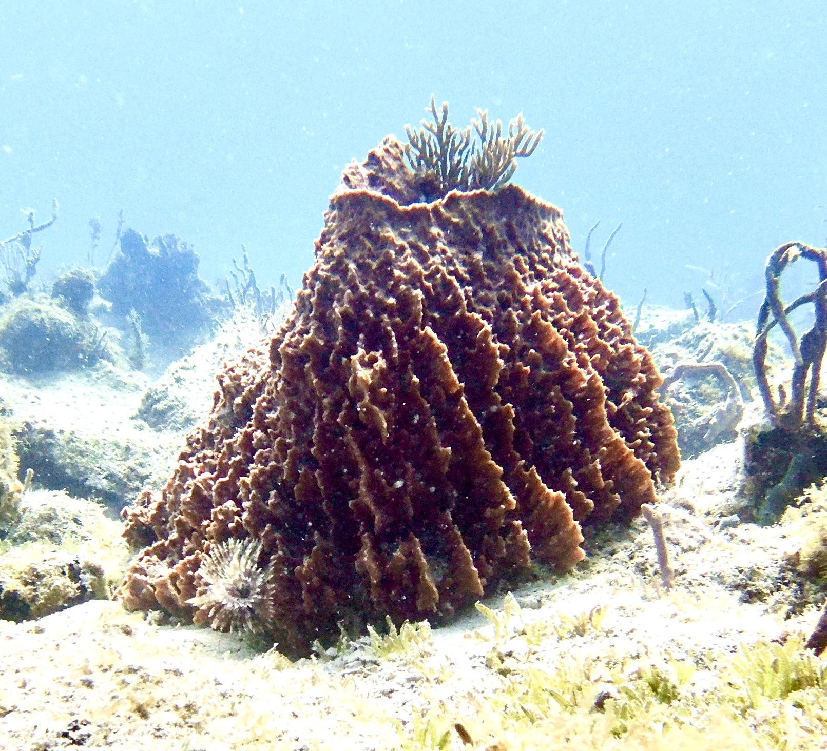 Photo of brown sponge in the shape of a cone with the top cut off (the frustrum of a cone).  Some small coral growing out of the center of it.  The sponge is growing out of a nearly flat featureless seafloor with some coral seen in the background.  Bluish water in background with some overhead light from the sun.  I believe that this is a type of sponge-- a Caribbean barrel sponge.