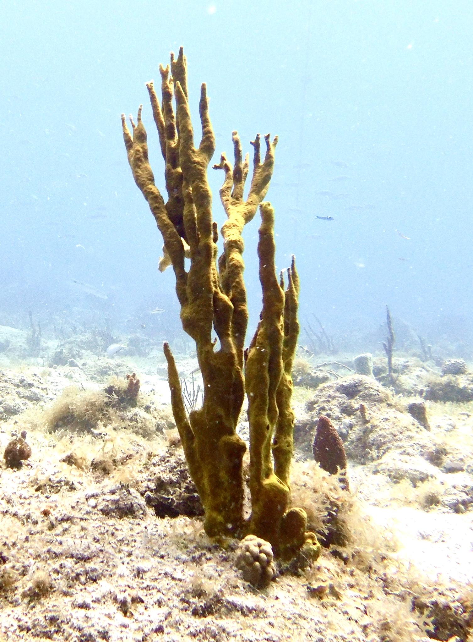 Photo of green coral in the shape of multiple thin branches aimed vertically.  It is growing out of a nearly flat featureless seafloor with some coral seen in the background.  Bluish water in background with some overhead light from the sun.  I believe that this is a type of branching coral ("fire coral"?).