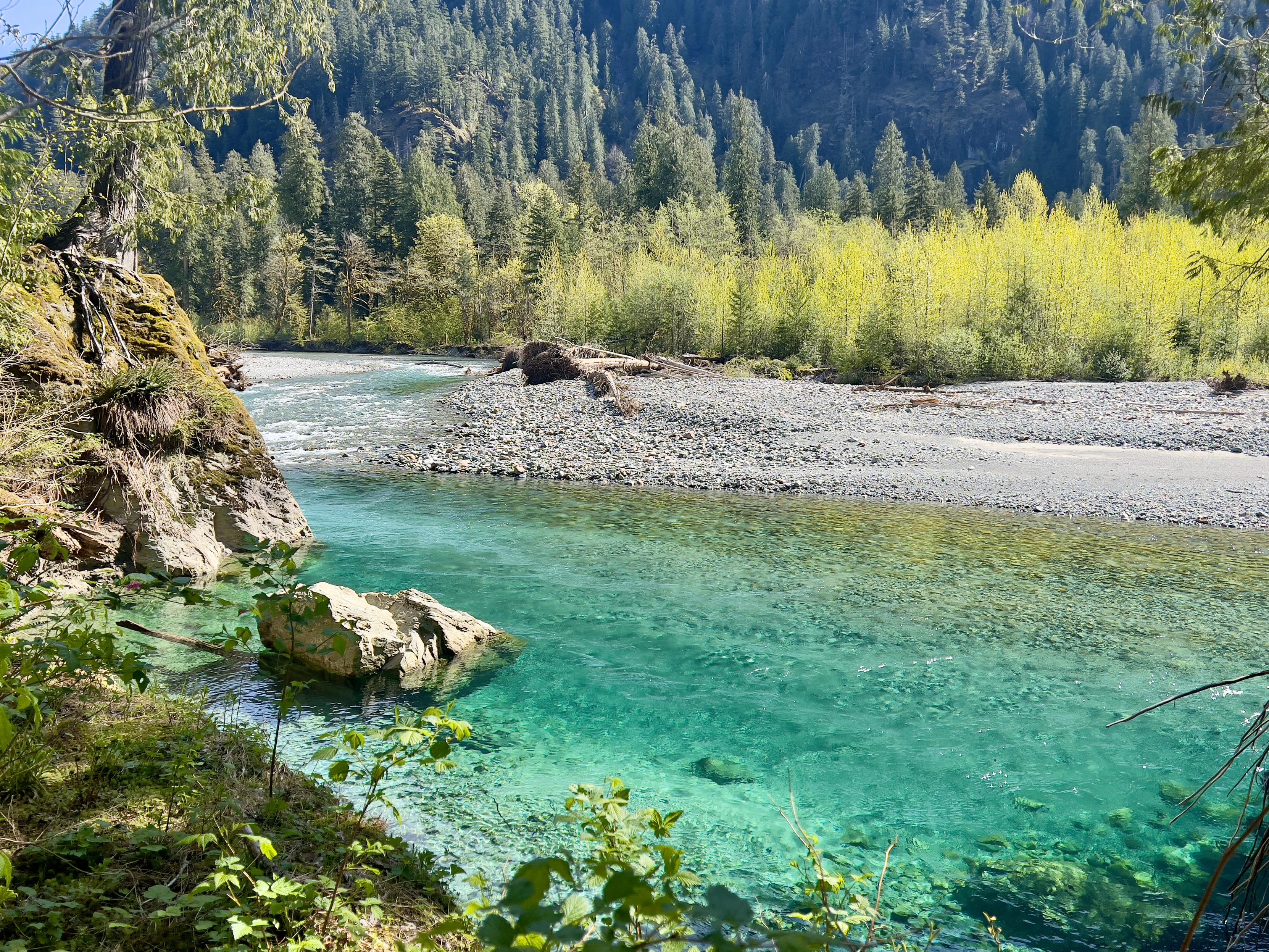 A river flowing over a broad white gravel bed. The water is very clear but tinted a turquoise blue green like one sees in the tropics. It's so clear the gravel bed can be seen clearly. A couple boulders and rock outcrops in the near shore. The far shore has a band of pale green deciduous shrubs on the shore backed by darker green conifers on a mountainside