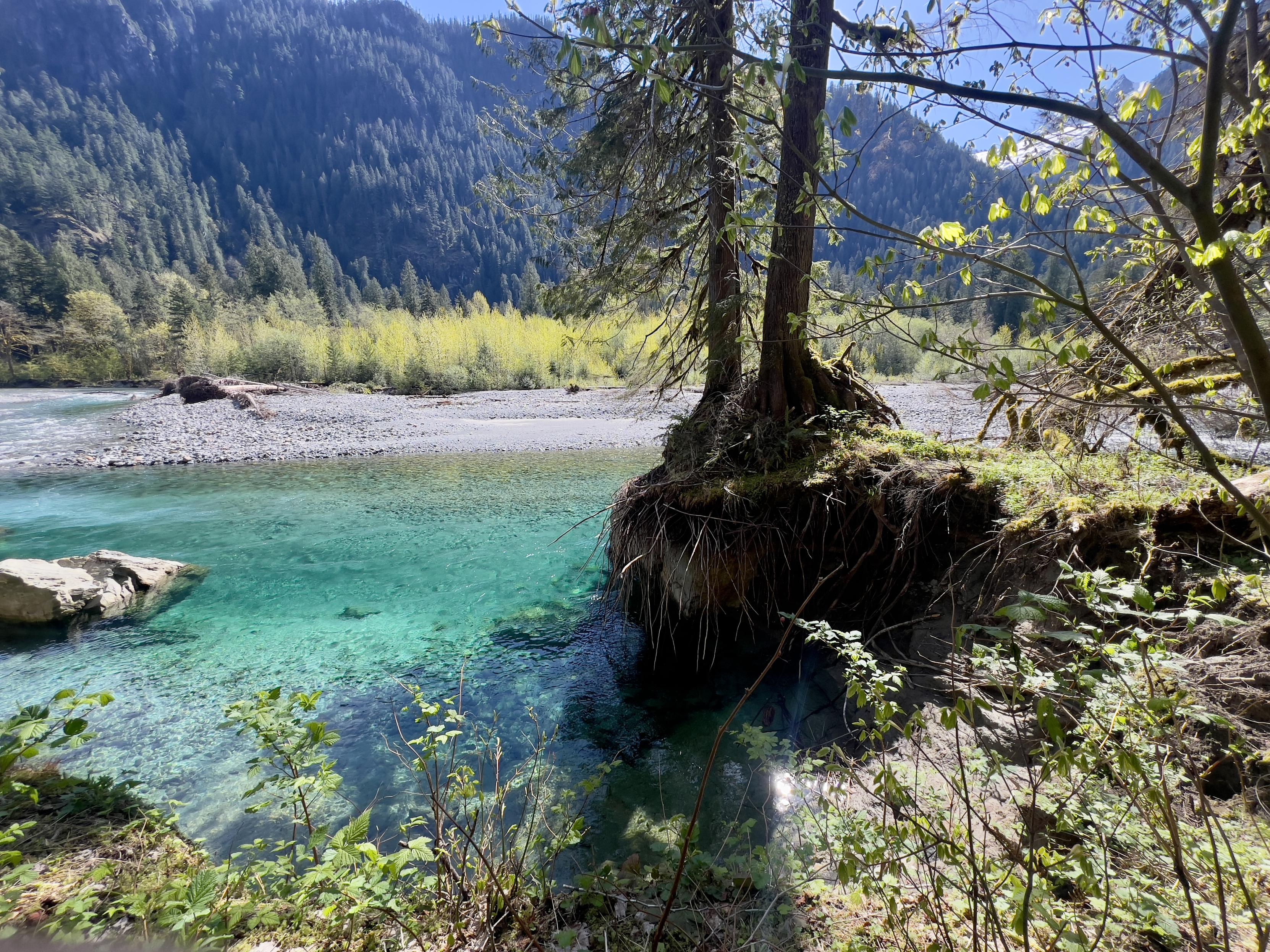 Second view of the river with its tremendously clear water. A tree sits on an overhang on the near bank with its roots exposed. Large boulders in the river. The day is clear and sunny with a blue sky beyond the fir covered ridge in the distance