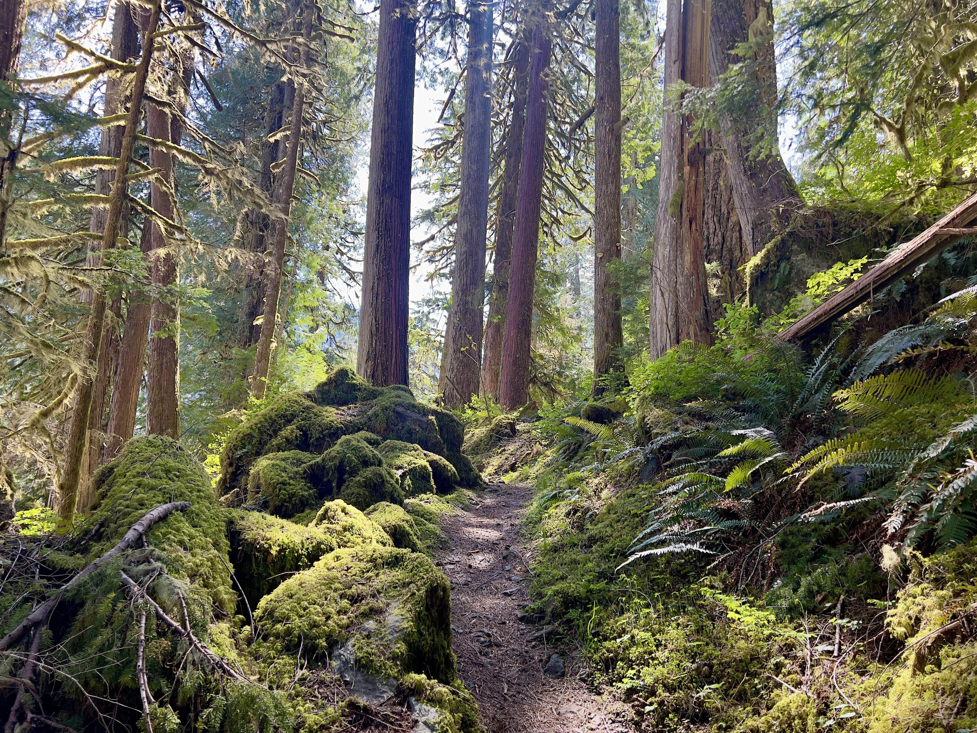 A path through a forest. The floor is all moss covered boulders with a few ferns. The trees are immense conifers that stretch up out of the frame. A few smaller trees have moss draped branches and are just showing a few spring leaves the day is sunny and the forest floor is dappled with light