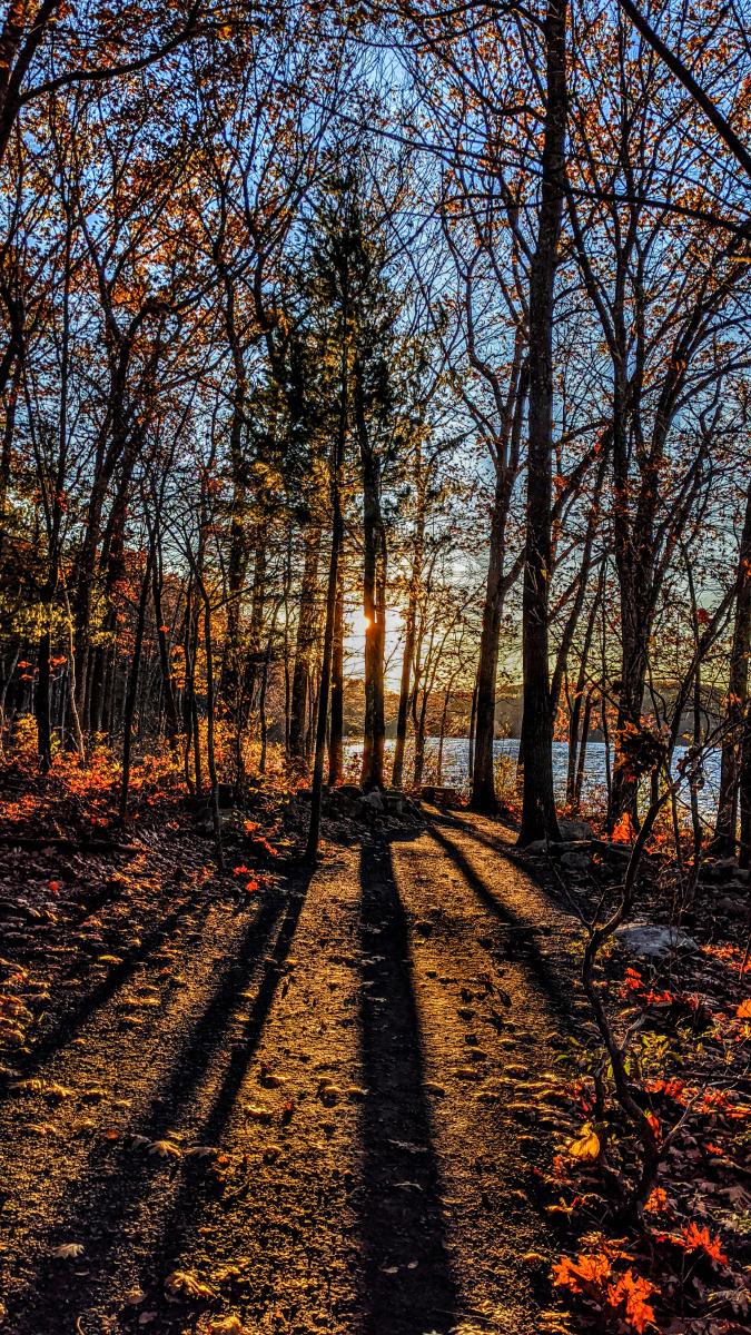 We are walking a dirt and gravel path beside a lake. A large hemlock rises ahead of us. The rest of the surrounding forest is hardwoods that have lost most of their leaves. The sun is low in the sky ahead of us, backlighting the remaining leaves rich reds and golds, and casting long shadows on the path before us while tinting the patches between shadows with golden light. The sky is still a deep light blue.