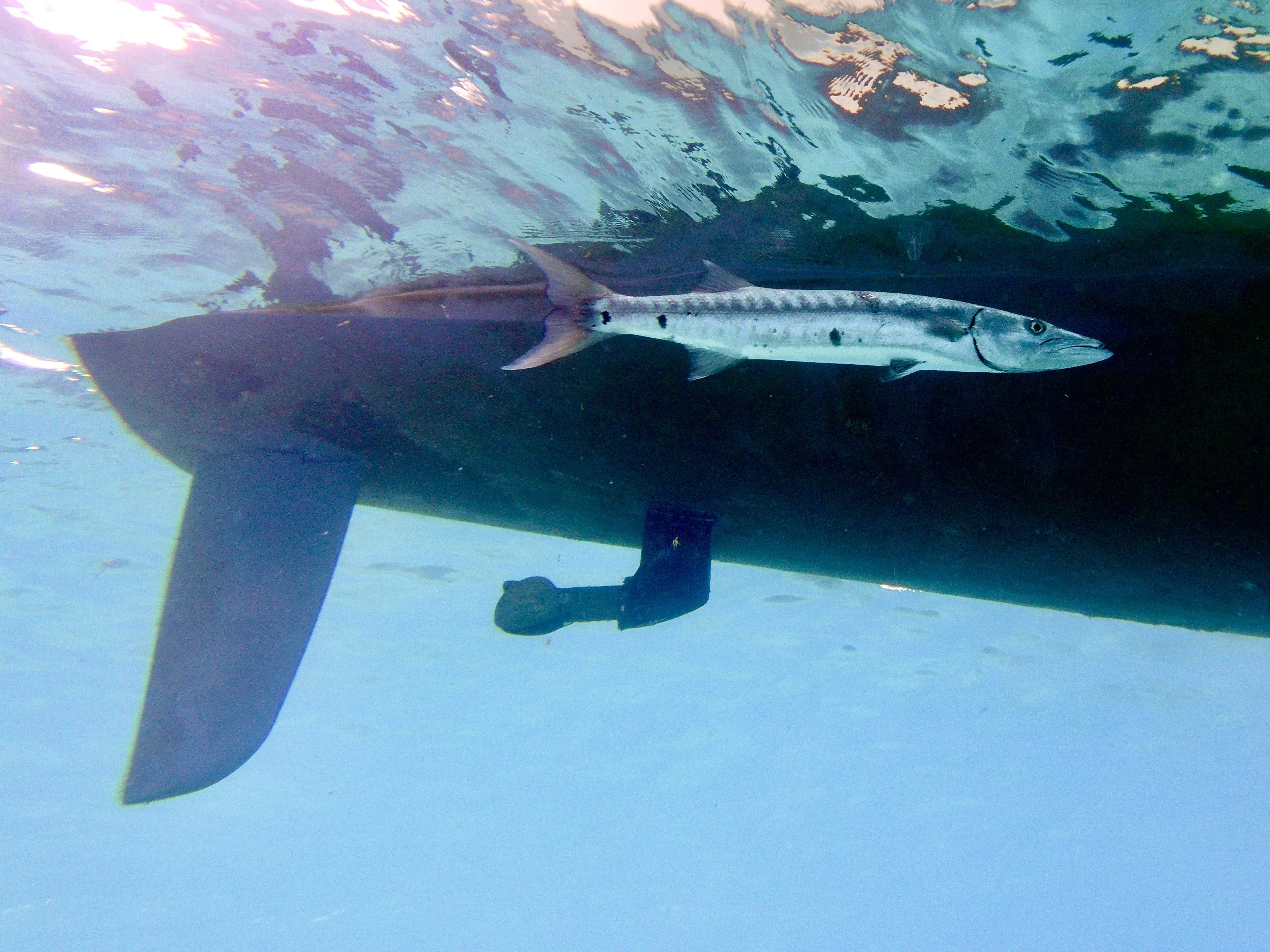 Photo of barracuda swimming near surface of water as viewed from below while I was scuba diving.  The silhouette of one of the hulls of the catamaran sailboat is seen in the background.  The rudder is seen protruding below the hull on the left-most section of the boat (which is the back (stern) of the boat) and the folded propellor is just to the right of that.

Manchioneel Bay, Cooper Island, British Virgin Islands.