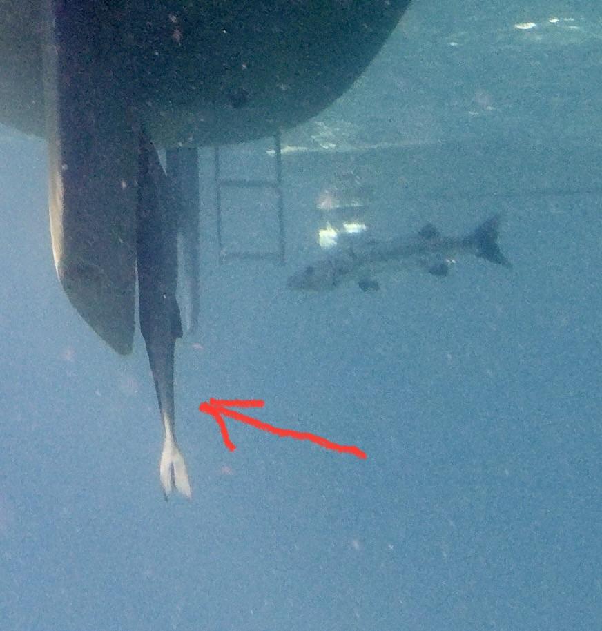 Photo of remora attached to the keel of one of the hulls of the boat, as viewed from below while I was scuba diving. A red arrow points to the tail of the remora. The photo was taken while looking along the length of the hull toward the back (stern) of the boat.  The rudder and dive ladder as well as the barracuda are seen in the background.
