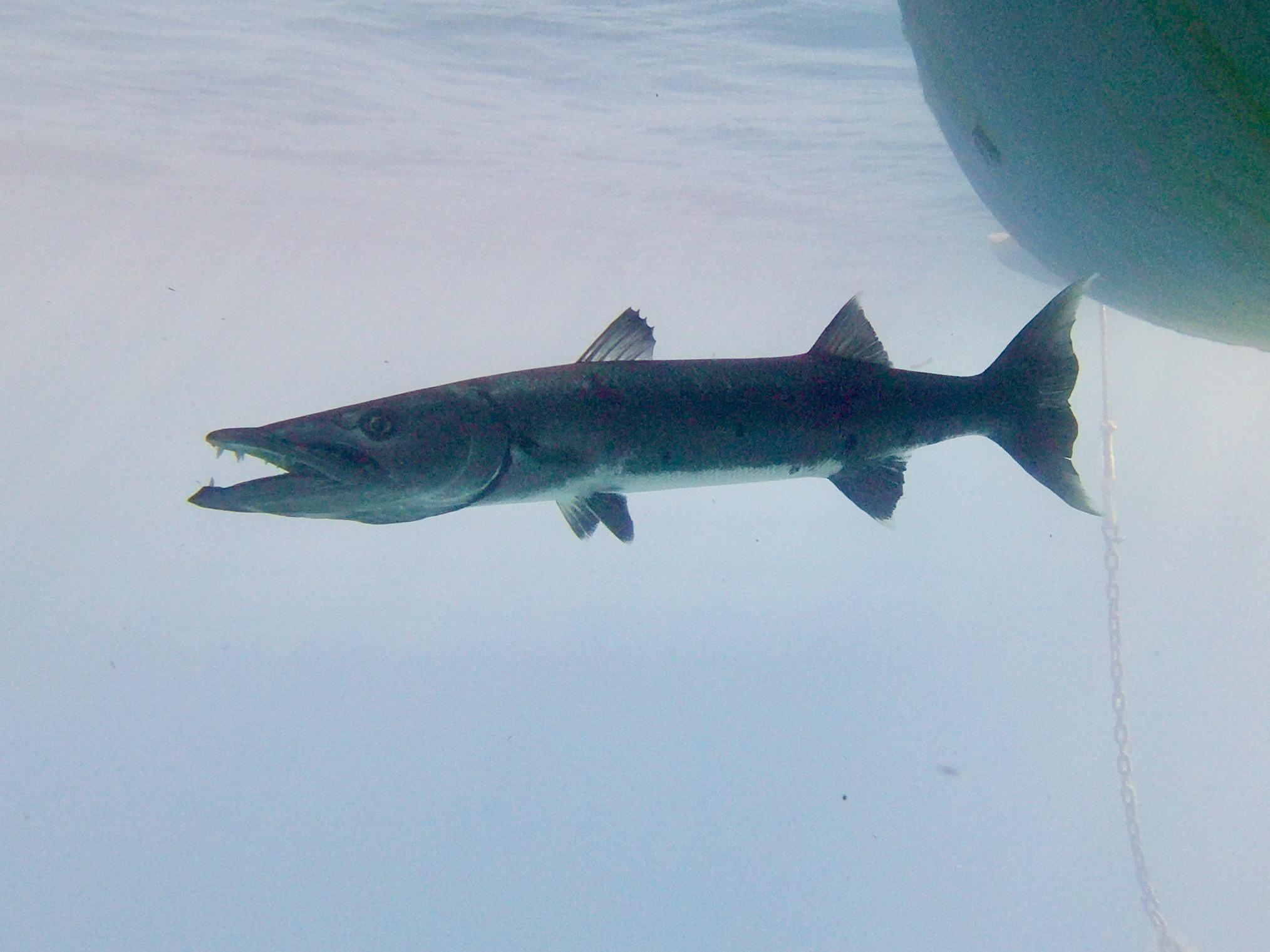 Photo of barracuda with its mouth open.  Some of its teeth can be seen.  Part of the boat is in the background.