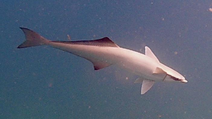 Photo of remora as it swam by me while I was at a deeper depth than in the other pics.   Its middle section and head are lit up from the overhead sunlight.  Dark water in background.