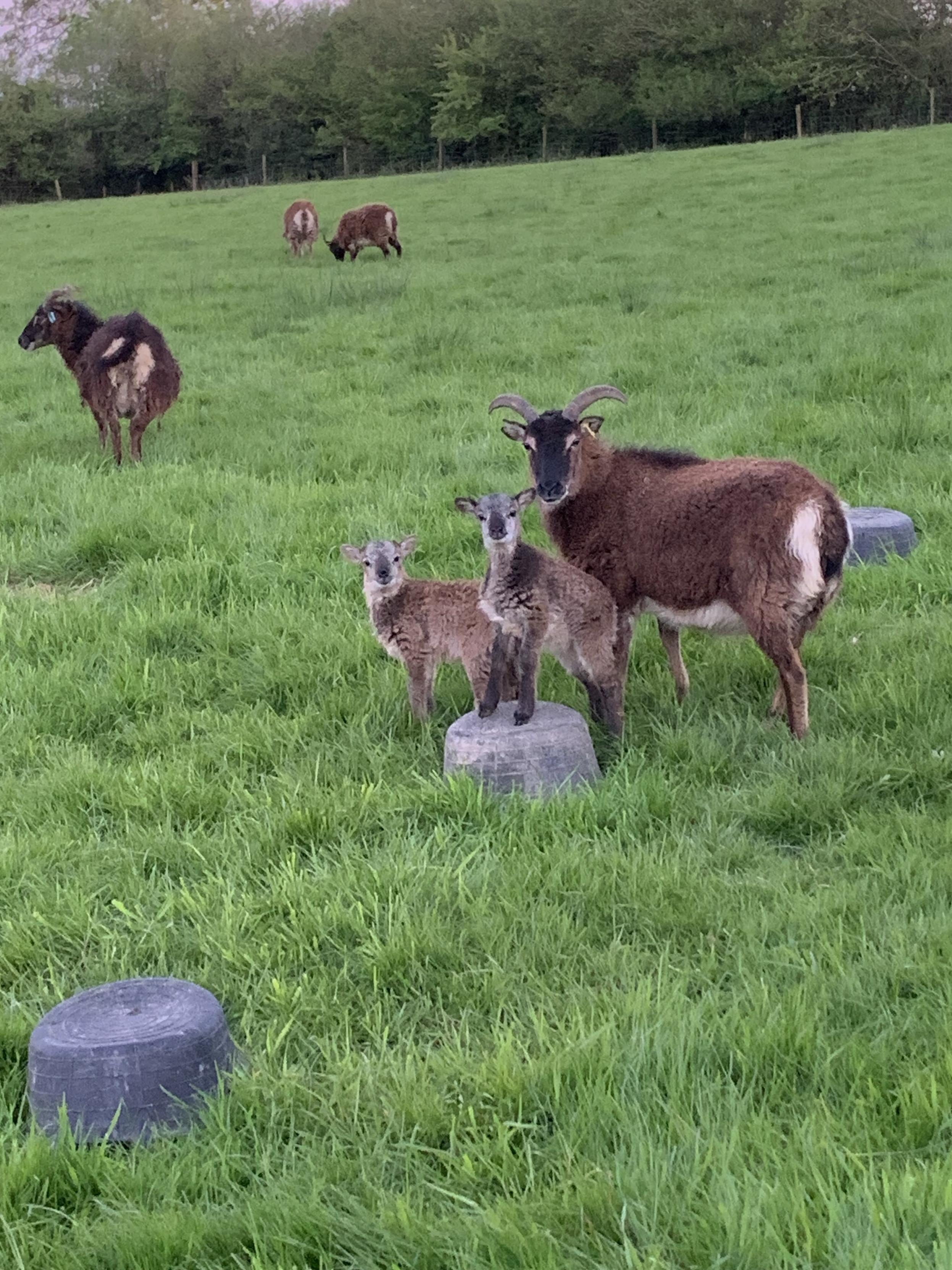 Two Soay lambs with their mother in a green field - all looking directly at the camera