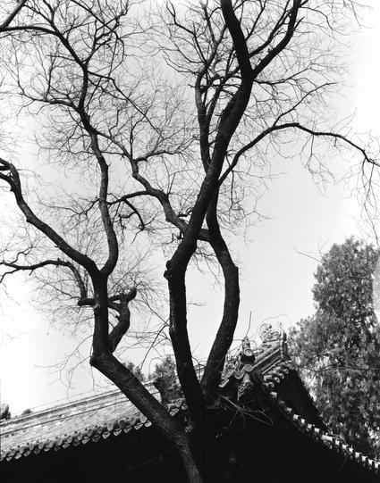 Kentmere PAN 200 (6x7)

English
A black-and-white photograph featuring a bare tree with twisted branches in the foreground. Behind the tree, the ornate roof of a traditional Chinese building is visible, including detailed eaves and decorative elements.
中文
一张黑白照片，前景是一棵枝干扭曲的光秃树木。树后可见一座传统中式建筑的精美屋顶，屋檐和装饰元素细节丰富。