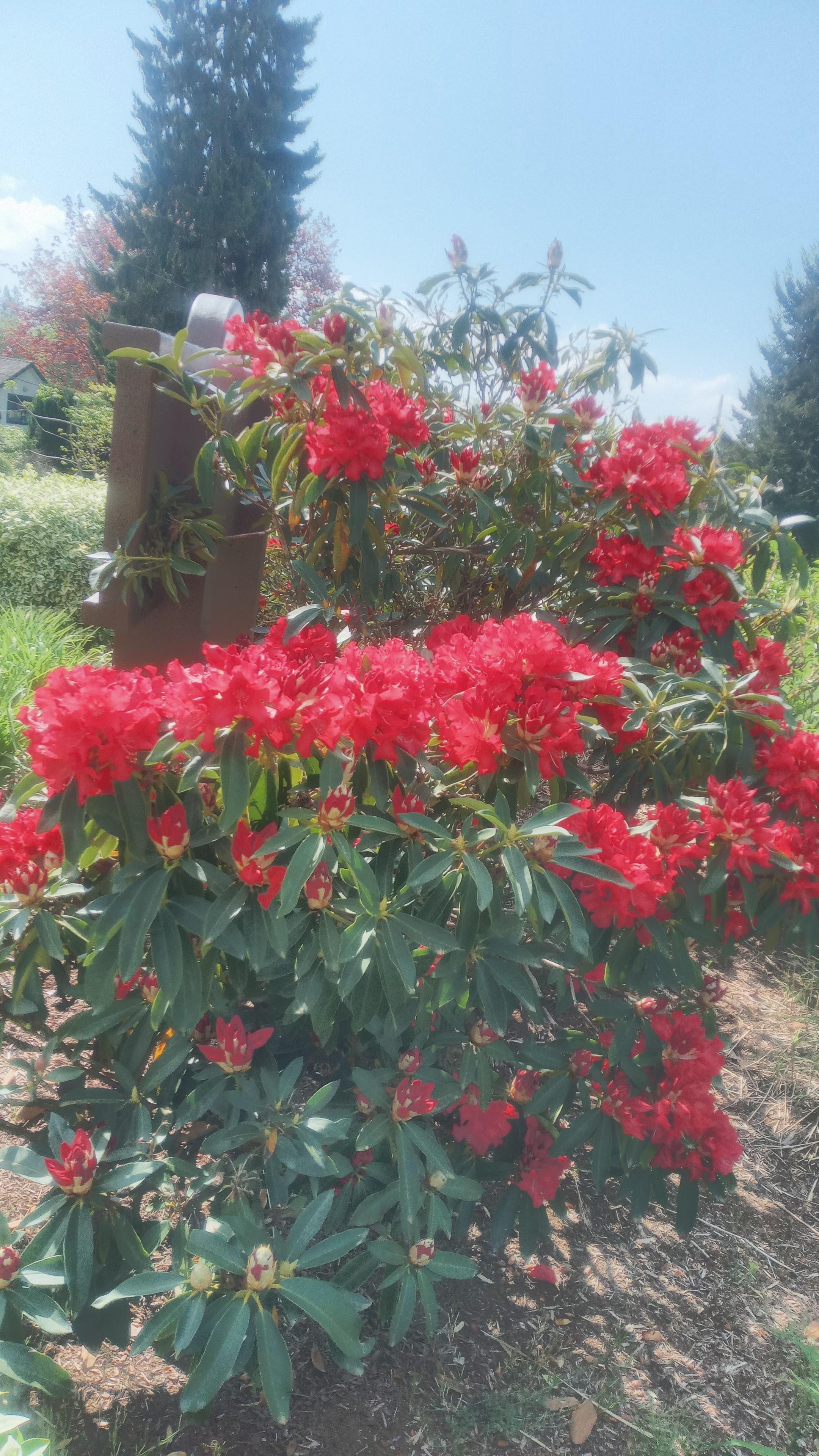 Red Rhododendron bush in full bloom in a nice park n a sunny day. There are coniferous trees or shrubs to the centre left and right of the red rhododendron bush  in the background. A nice dash of red amidst the green of Spring.