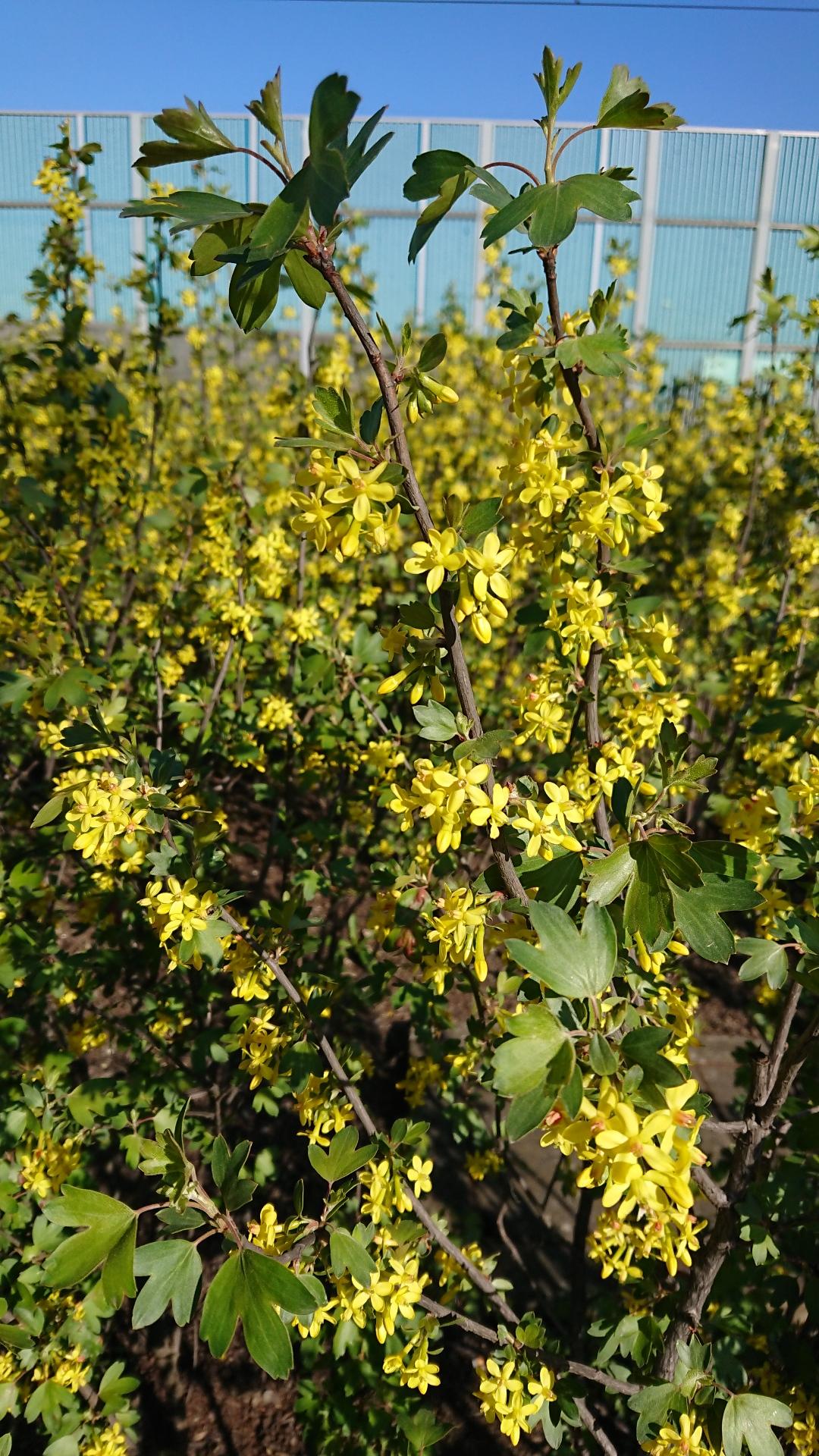 Yellow-flowered fragrant shrubs. I can't identify them, though.