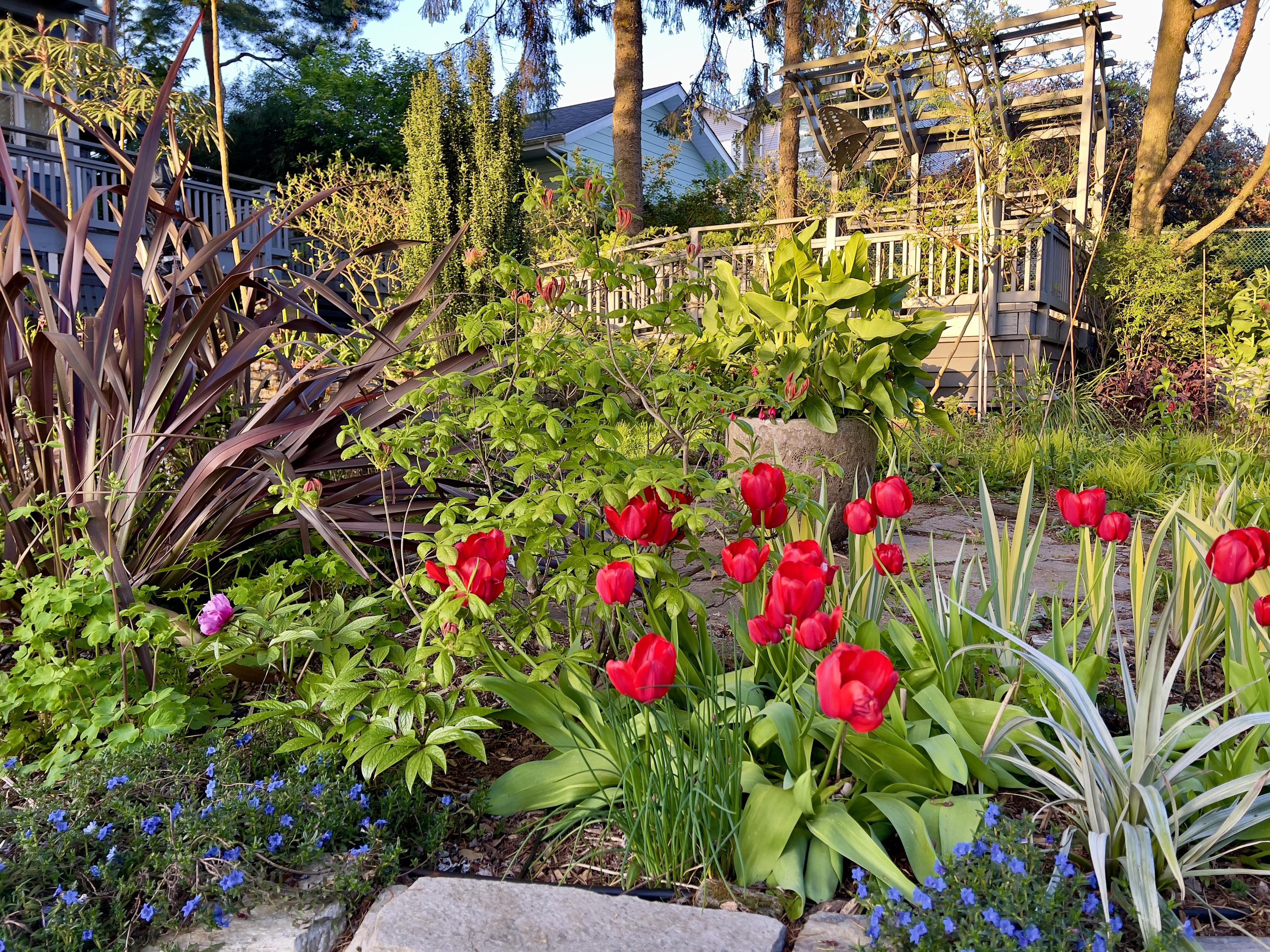 Closer view of some red tulips, a silvery white spike plant called Astelia, an exburt azalea that refuses to bloom, and some burgundy grass like Phormium.
