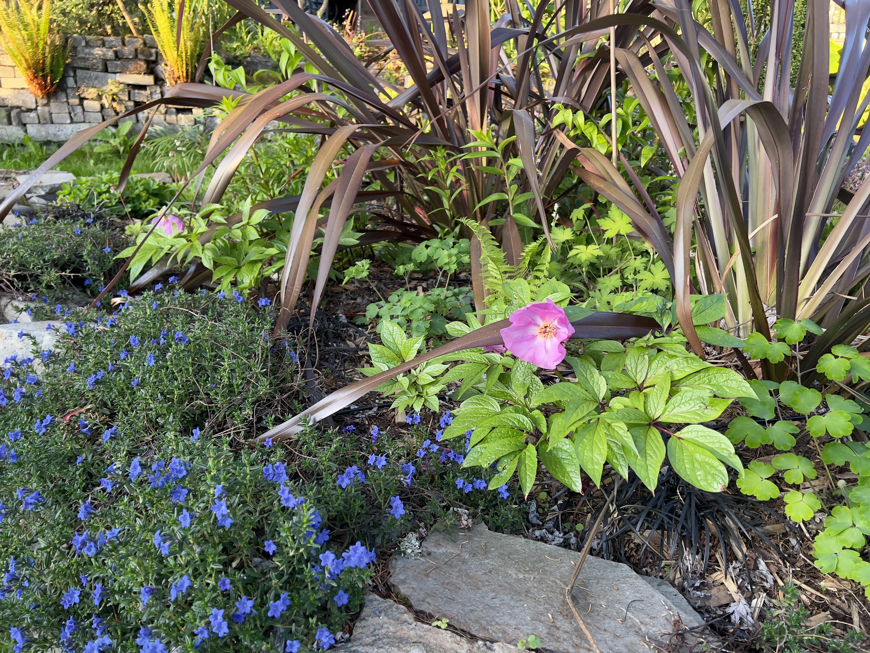 Close up of a woodland peony and some blue flowered Lithodora and that burgundy Phormium. Stone retaining wall with ferns in the background.