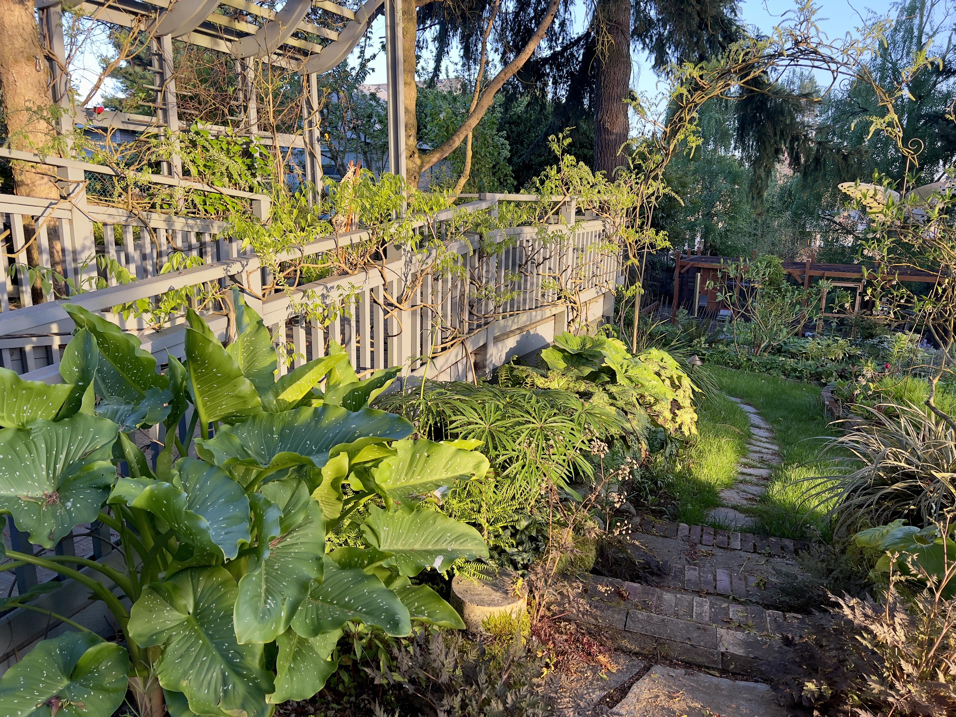 Looking down the flagstone path from the opposite end as the forst photo in previous post. A very large calla lily in the foreground on left, with big arrow shaped tropical looking leaves with white spots. Beyond that Chinese mayapple with parasol-like leaves, some spotty, others glossy green. An arch shaped sculpture with a stainless feel butterfly at the end of the raised deck. Slanting evening light casts long shadows.