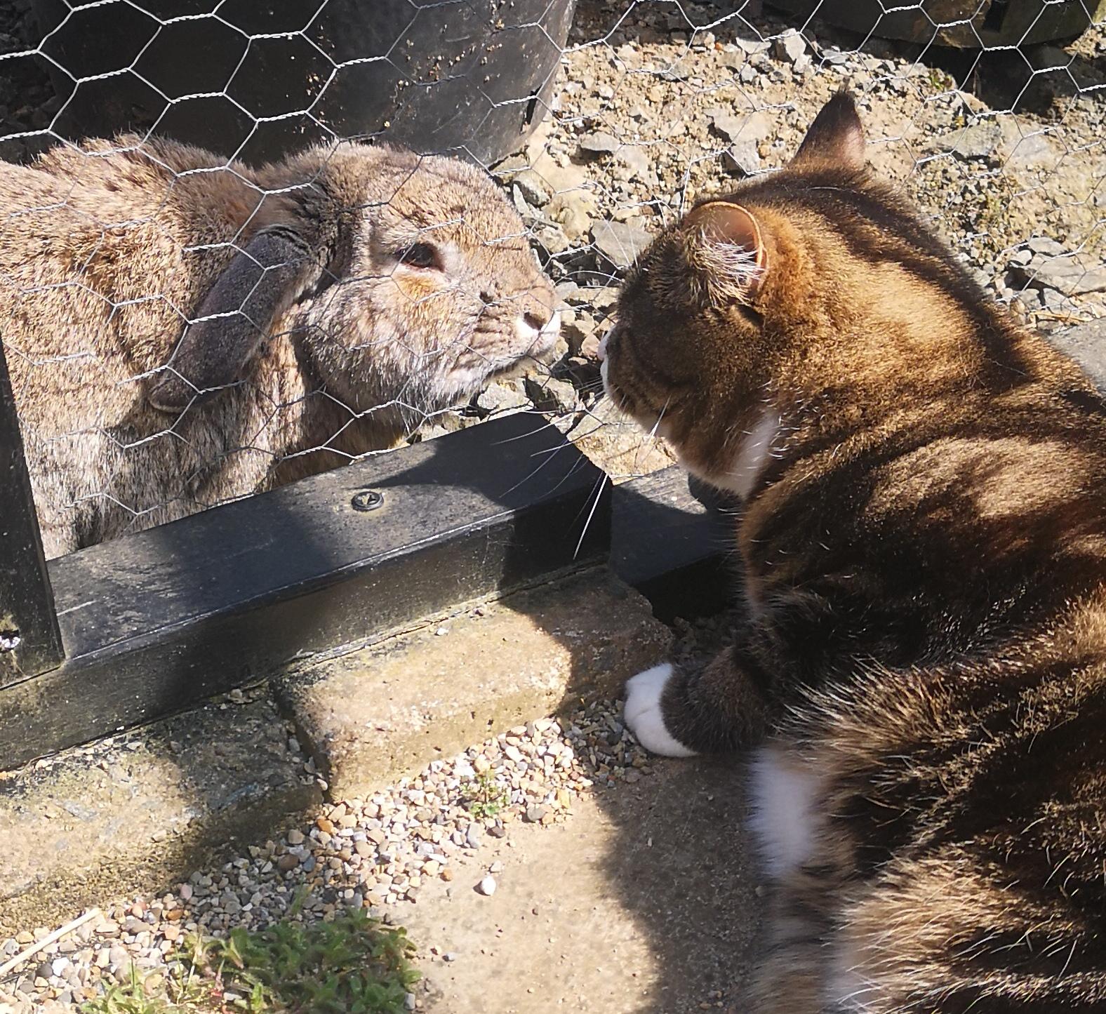 A cat lies on a sandy surface inside a 'catio' enclosure, sniffing through the chicken wire of the structure. On the other side, a male brown rabbit stares back at the cat from about an inch away. It's a sunny day.