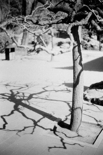 ERA 100 (FF)

English
A black-and-white photograph capturing the shadow of a leafless tree on a light-colored, textured surface, likely a wall or pavement. The tree trunk is visible on the right side of the image, with its bare branches casting intricate, web-like shadows across the surface.
中文
一张黑白照片，捕捉到一棵光秃秃的树在浅色、有纹理的表面（可能是墙或人行道）上的影子。树干在图片的右侧可见，光秃的树枝在表面上投射出错综复杂的网状阴影。