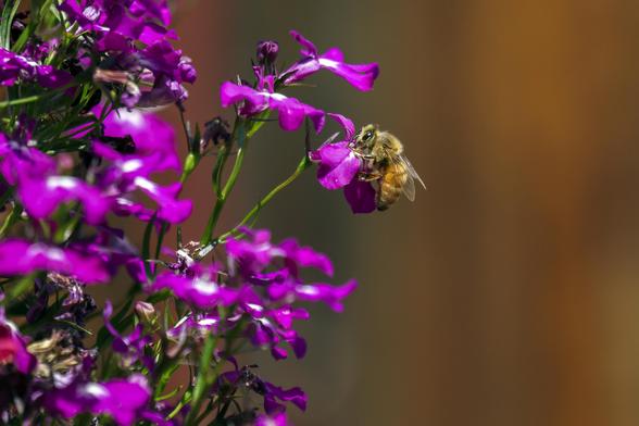 Medium closeup photo of a bee clinging to a purple flower, presumably sucking nectar. The background is completely blurred out of focus, shifting shades of brown and green and blue. June 2017.