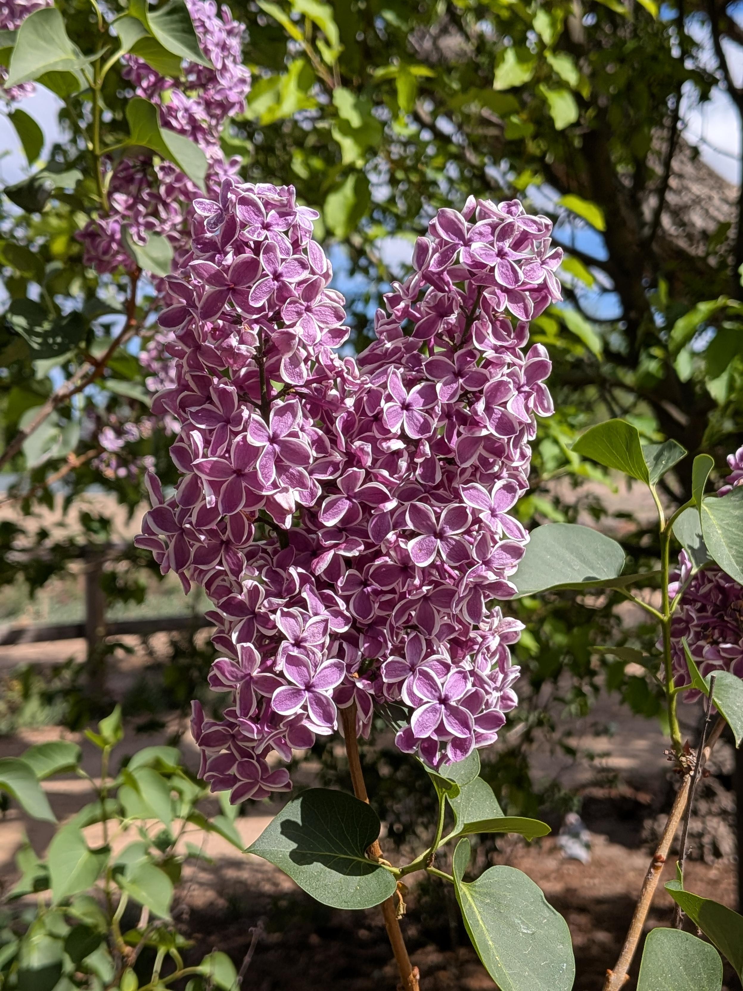 lilac blossoms in the sun, in front of trees