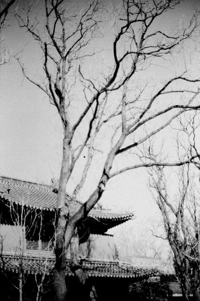 ERA 100 (FF)

English
Black-and-white photograph of a large, leafless tree with sprawling branches in the foreground. Behind the tree, a traditional Chinese building with a tiled roof and ornate eaves is visible. The contrast between the bare tree and the detailed architecture creates a striking visual.
中文
黑白照片，前景是一棵枝干蔓延的大树，树上没有叶子。树后是一座传统中式建筑，屋顶铺有瓦片，屋檐装饰精美。光秃的树木与精美的建筑形成了鲜明的视觉对比。