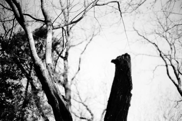 ERA 100 (FF)

English
Black-and-white photograph of bare tree branches against a bright sky. The branches are intricate and spread out, creating a complex network of lines. The image captures the stark contrast between the dark branches and the lighter background.
中文
黑白照片，拍摄的是光秃秃的树枝映衬在明亮的天空下。树枝错综复杂，四处延伸，形成了一张复杂的线条网络。图像捕捉了深色树枝与浅色背景之间的强烈对比。