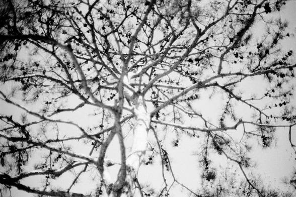 ERA 100 (FF)

English
Black-and-white photograph of bare tree branches against a bright, overcast sky. The branches are intricate and spread out widely, creating a dense, web-like pattern. The image captures the stark contrast between the dark branches and the lighter sky, emphasizing the tree's natural structure.
中文
黑白照片，画面中光秃秃的树枝映衬着明亮的阴天天空。树枝错综复杂，广泛延伸，形成一种密集的网状图案。图像捕捉了深色树枝与浅色天空之间的强烈对比，突出了树木的自然结构。