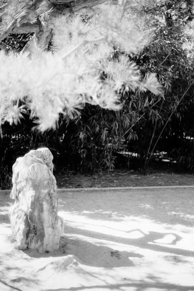 ERA 100 (FF)

English
Black-and-white photograph of a small, roughly textured stone standing alone on a sandy surface. The stone has a rounded base and a smaller, irregularly shaped top. In the background, there are tall, feathery bamboos and leafless trees, creating a natural, wintery scene. Shadows of the grasses and trees are cast on the sand-covered ground.
中文
黑白照片，画面中有一个小小的、表面粗糙的石头独自站在一片沙地上。石头有一个圆润的底部和一个较小的、形状不规则的头部。背景中是高大的羽毛状竹子和光秃秃的树木，营造出一种自然的冬季景象。草丛和树木的影子投射在沙地面上。